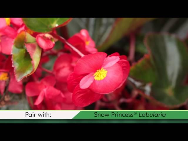 Proven Winners® Gardener Channel: Proven Winners® Surefire Red Begonia