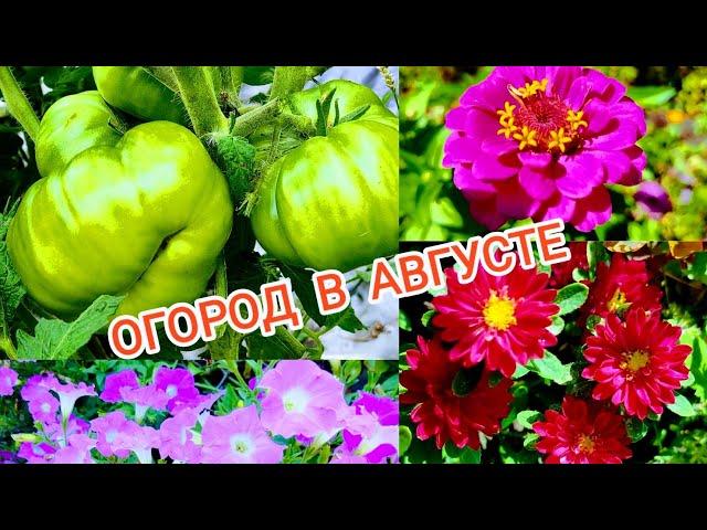 АВГУСТ! ЖАРА! ОГОРОД! Эти сорта Томатов больше не посажу! Цветы и Гортензии радуют!