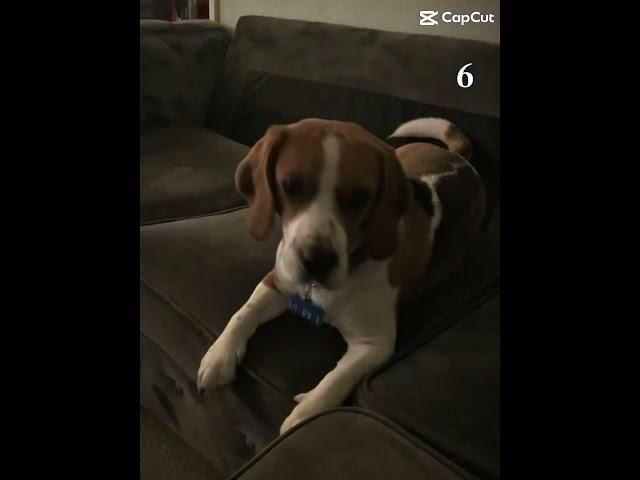 #buddy#ytshorts#beagle