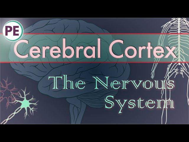 The Nervous System: Cerebral Cortex