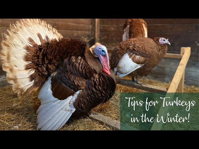 Tips For Turkeys in the Winter!