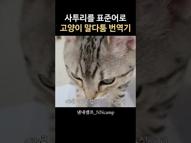 옆집 고양이의 어장관리 @깃털유머 #사투리 #고양이 #웃긴영상 #유머 #cat