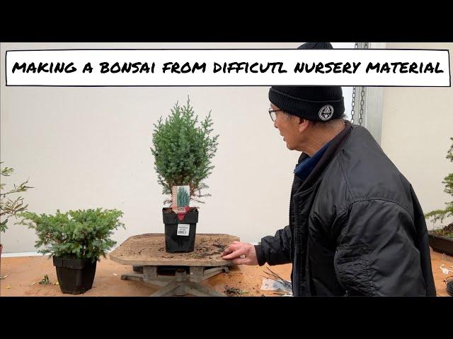 Making Bonsai from Difficult Nursery Material