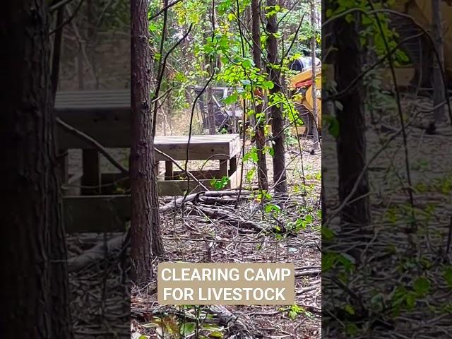 Forestry Mulching for Livestock Camp #Homesteading