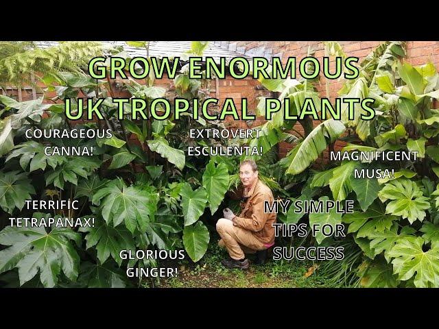 UK Tropical Garden MY SIMPLE TIPS FOR SUCCESS.