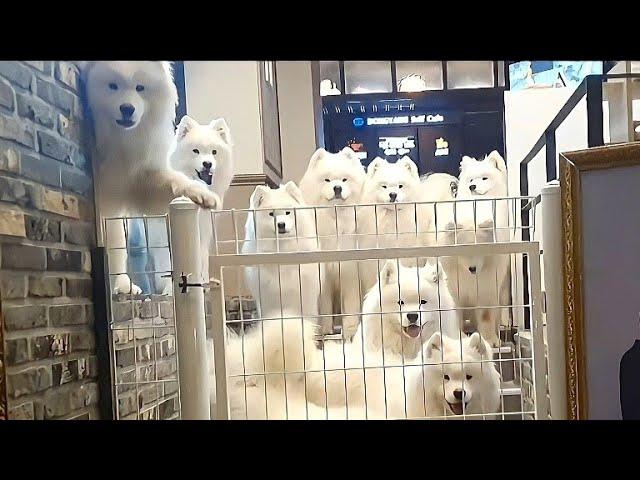 You have 12 Samoyeds?!