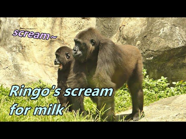 Gorilla Ringo's unhappy scream for milk / 小金剛猩猩Ringo為了喝不到奶而不開心地尖叫