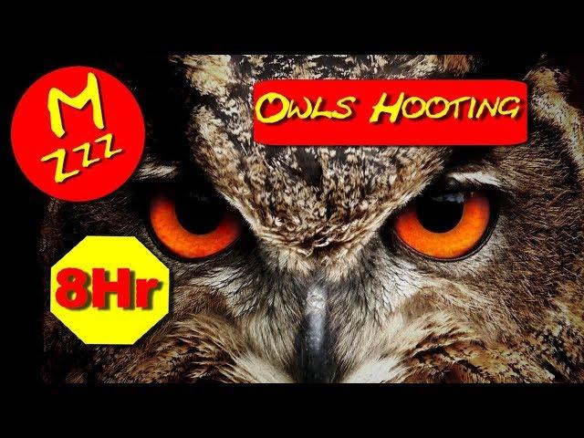 Owls Hooting 8 Hours - ASMR of Owls Hooting - Spend the Night with Owls Hooting - Royalty Free