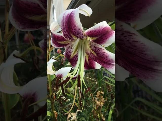 Stargazer Oriental Lily - Pink #shorts