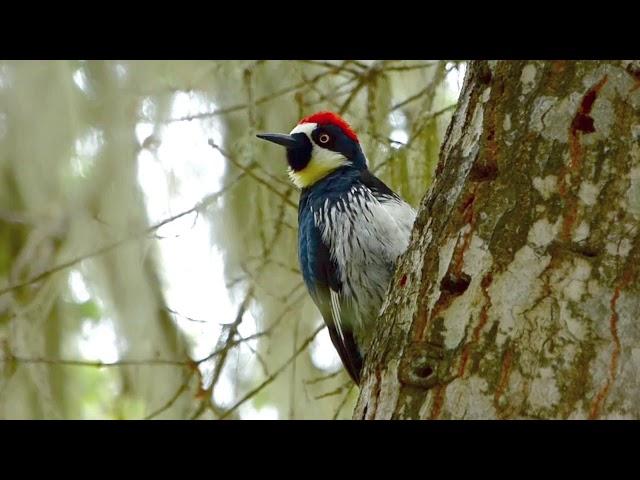 Acorn Woodpecker Call