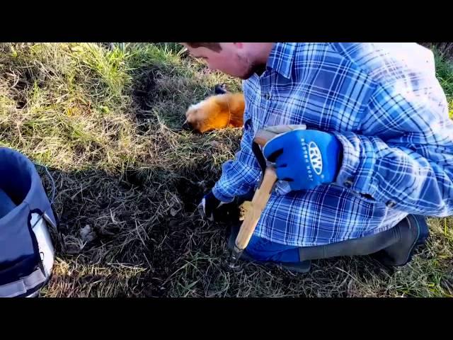 Trapping Red Fox │Tips and Catches