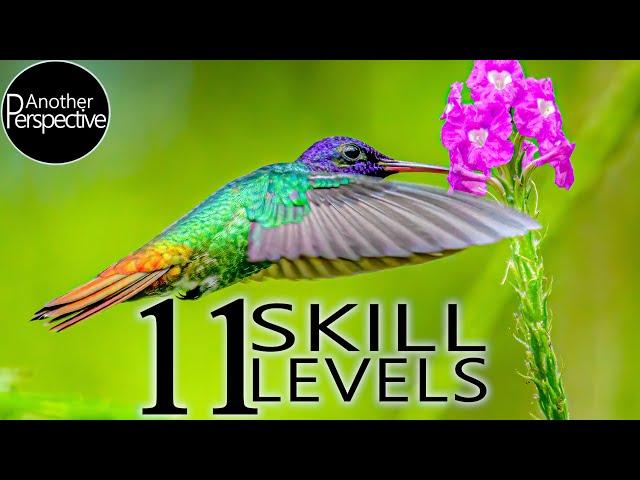 11 Levels of Bird Photography - Beginner to Professional Photographer