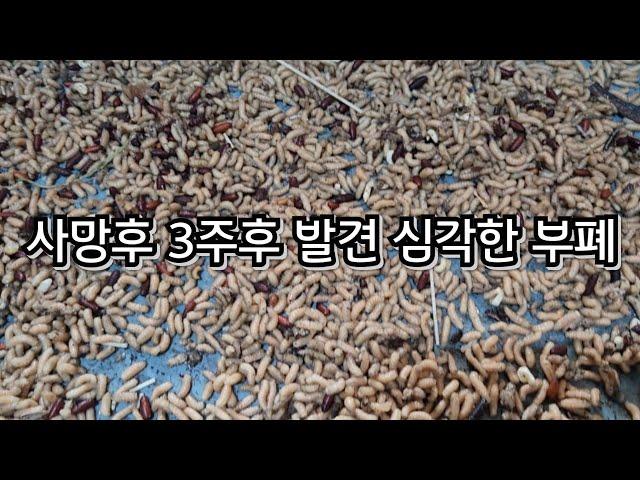 [특수청소 전문채널] 연락이 되지 않았던 아버지 고독사로 발견