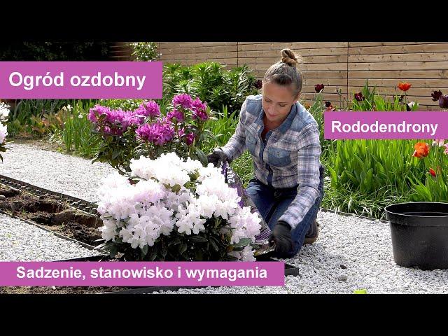 Rododendrony - sadzenie, stanowisko i wymagania różaneczników. Jak i gdzie najlepiej sadzić?