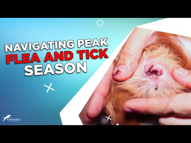 Tips & Tricks for Navigating Peak Flea and Tick Season