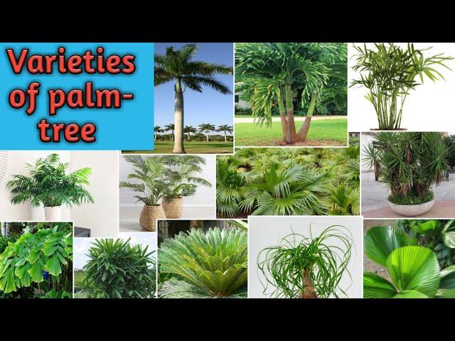 Varieties Of Palm Tree || Palms Variety || Different Types Of Palm