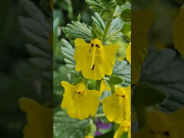 Seep monkeyflower, a species of Monkey-flowers  #photography #shorts #macro #viral #nature #flowers