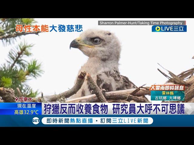 動物也會"大發慈悲"！ "白頭海鵰"收養老鷹寶寶當孩子疼研究員驚呼 實況獵食秒變"溫馨片"｜【國際大現場】20220623｜三立新聞台