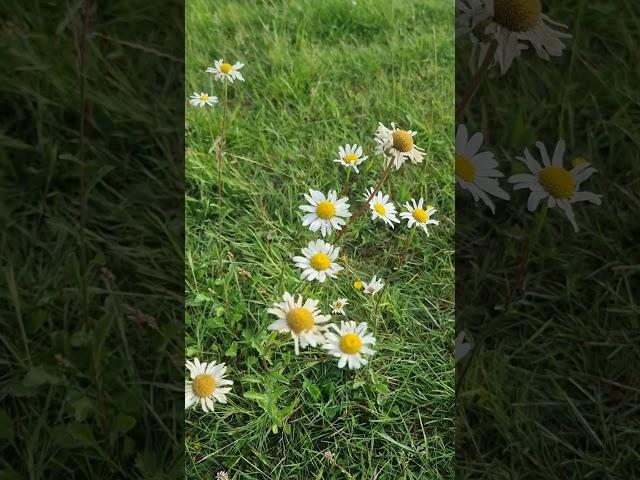 white flower