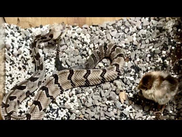 Graphic Content Highonsnakes live feeding a chick to Slash. Crotalus Horridus/canebrake rattlesnake