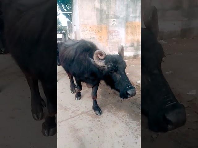  World Biggest Udder Murrah Buffalo #viral #shorts #viralshorts #shortvideo #forsale #murrah #milk