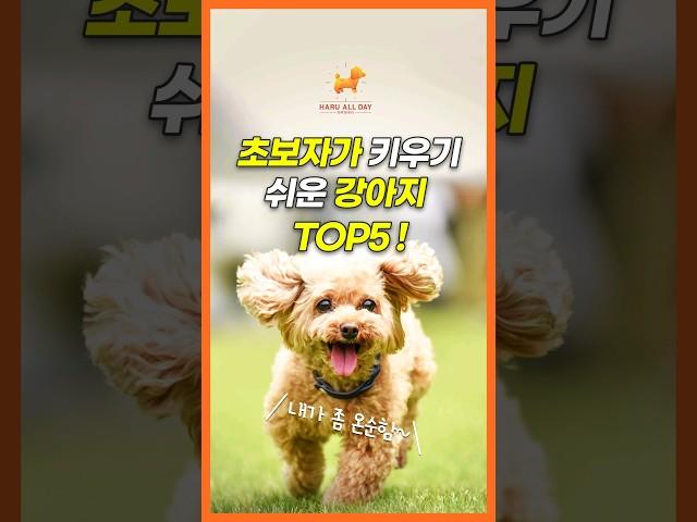 초보자가 키우기 쉬운 강아지 TOP5! #강아지 #견종 #반려견  #초보견주