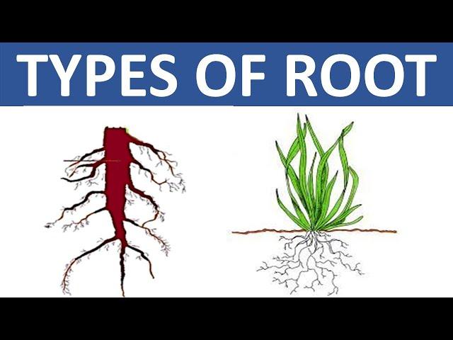 TYPES OF ROOT || TAPROOT AND FIBROUS ROOT || DIFFERENCE BETWEEN TAPROOT AND FIBROUS ROOT || SCIENCE