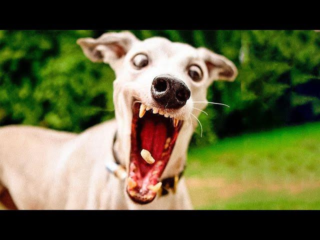 Best Funny Animal Videos 2024  - Funniest Dogs And Cats Videos 