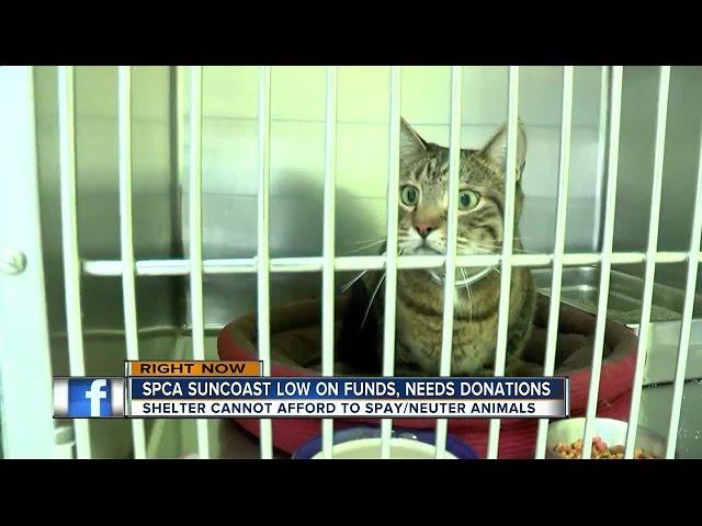 SPCA Suncoast out of money, threatening to close