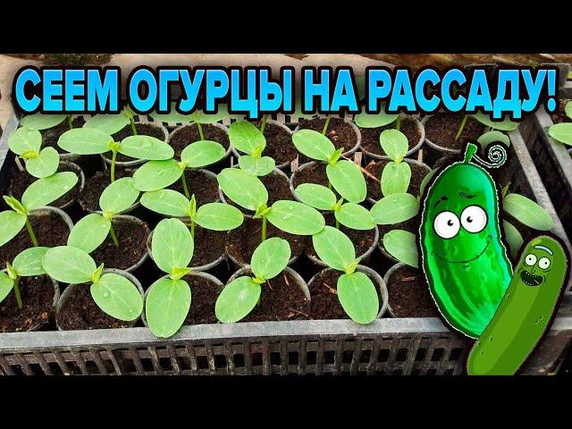 ОГУРЦЫ. РАССАДА. СОРТА. КАК СЕЯТЬ?