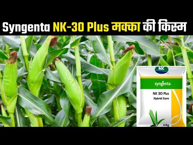 Syngenta NK 30 Plus | Hybrid Corn | makka ki kism