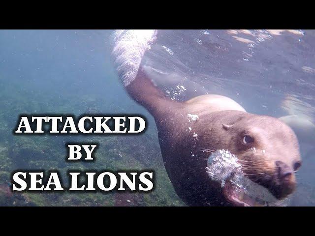 Thrilling Escape from an Aggressive Sea Lion: Niki & Doug's Heart-Stopping Snorkeling Adventure! 