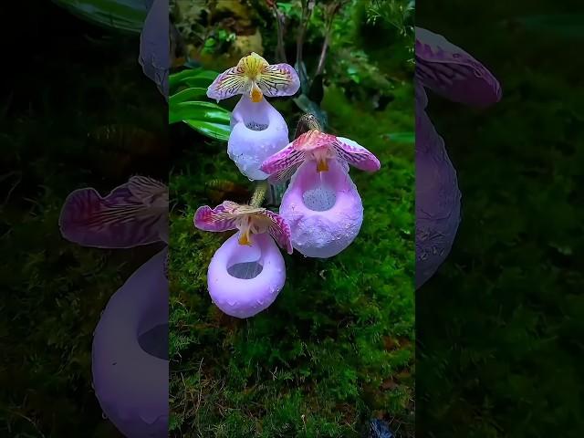 عجائب وغرائب الحيوان الاكثر غموض #shorts #حيوانات #معلومات #animals#الغابة #غرائب #البرية #غموض