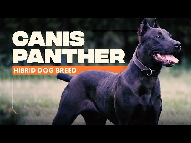 Canis Panther Dog Breed: 10 Amazing Facts You Must Know