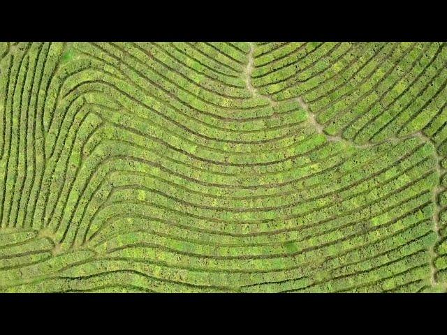 Tea Plantation Matsesta