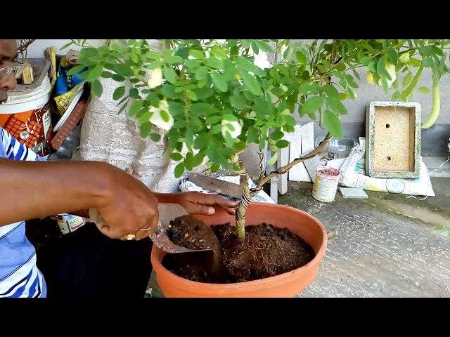 How to make bonsai of Aparajita plants ( with English subtitle )