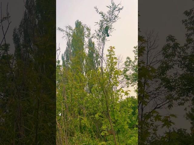 Saw this bird in the tree on the way to work#nature