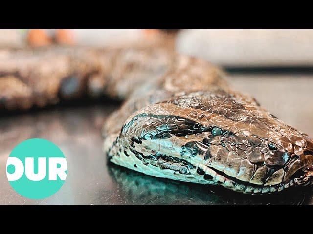 These Giant Florida Pythons Live In The Most Unexpected Places | Our World