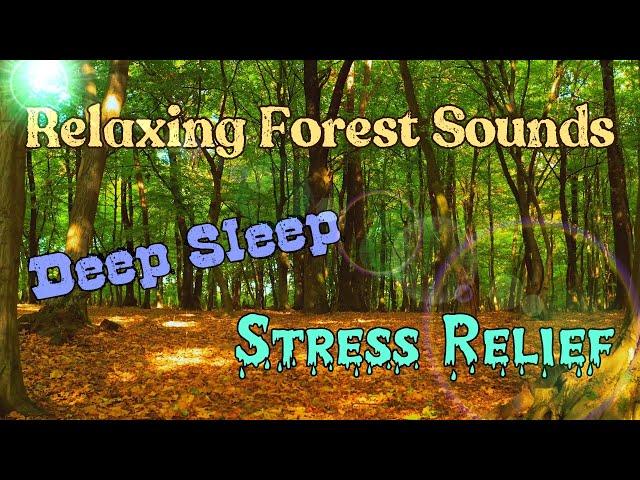 Relaxing Forest Sounds in 4K 60fps HDR | Birds Sounds | Deep Sleep & Stress Relief | Vivek Thumbar