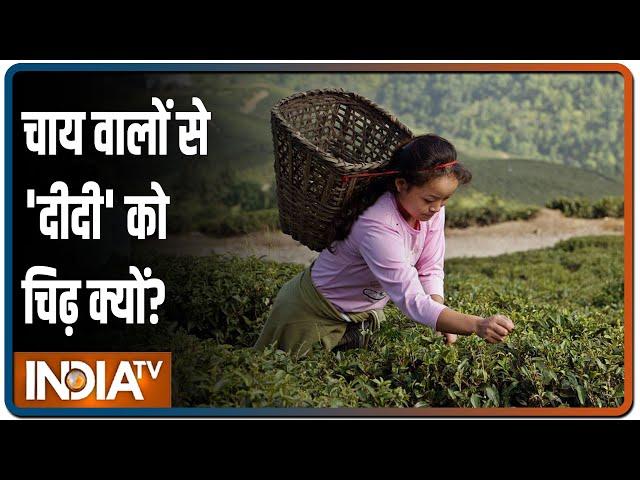 Bengal Diaries: How is Jalpaiguri's tea industry thriving