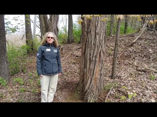 Invasive Species in the Albany Pine Bush Preserve