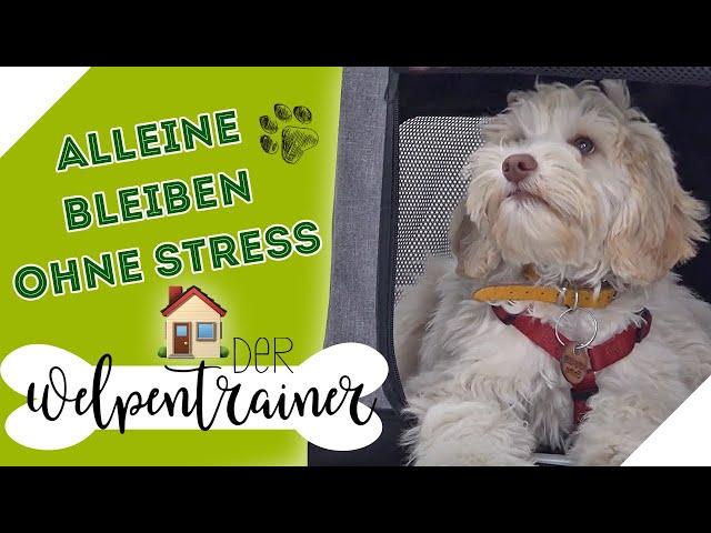 Alleine bleiben üben: So entspannt sich dein Hund | Der Welpentrainer | sixx