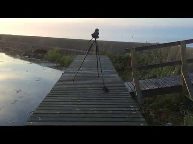 Närgången mink på Öland