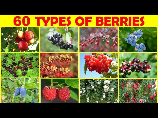 60 Different Kinds of Berries | Different Types of berries with picture & name | English Vocabulary