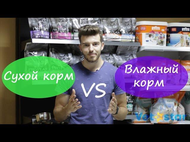 Сухой корм vs влажный корм. Какой корм выбрать кошке?