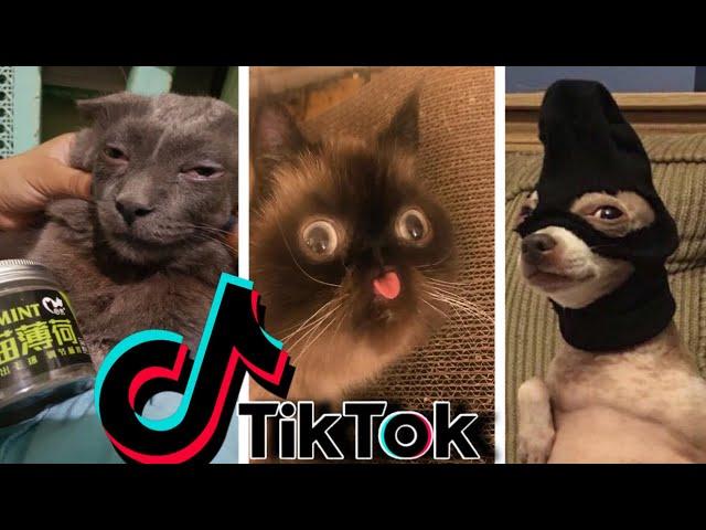 Funniest TikTok Dogs and Cats #52 - Try Not to Laugh with TikTok Animals 2020 | OnPets Sparkle