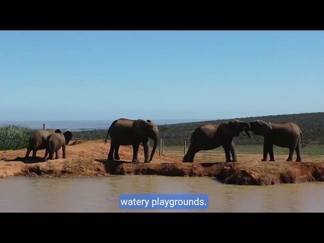 joyful water play:adorable Animals In Nature copy