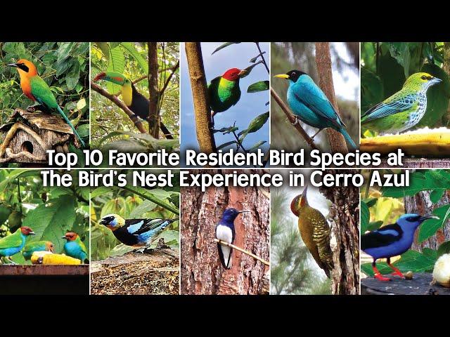 Top 10 Favorite Resident Bird Species at The Bird's Nest - in Cerro Azul, Panama