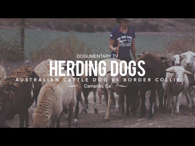 HERDING DOGS: BORDER COLLIE VS. AUSTRALIAN CATTLE DOG