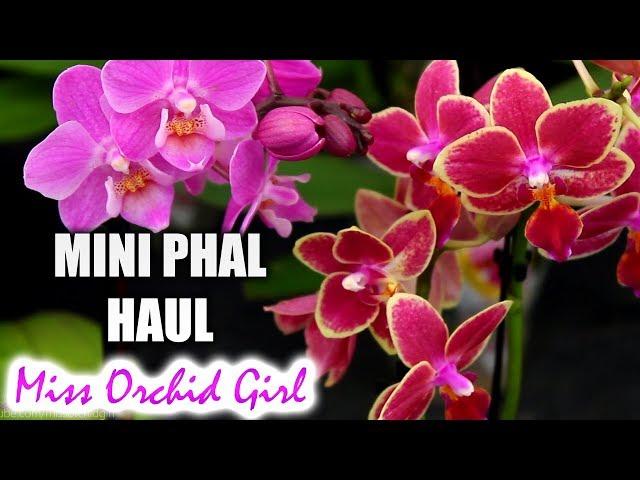 Mini Phalaenopsis Orchid haul - I could have 100 of these!